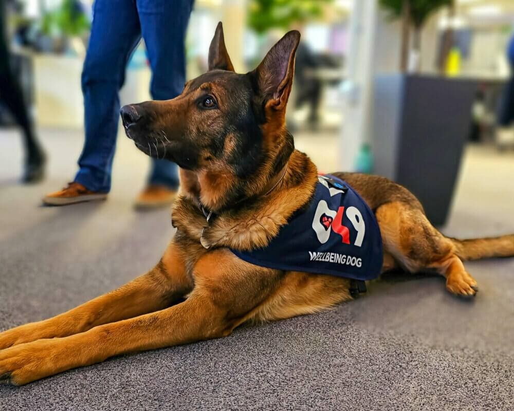 Retired police dog Bear now volunteers with Oscar Kilo 9