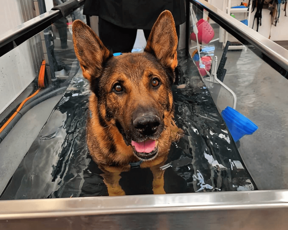 Bear undergoing hydrotherapy