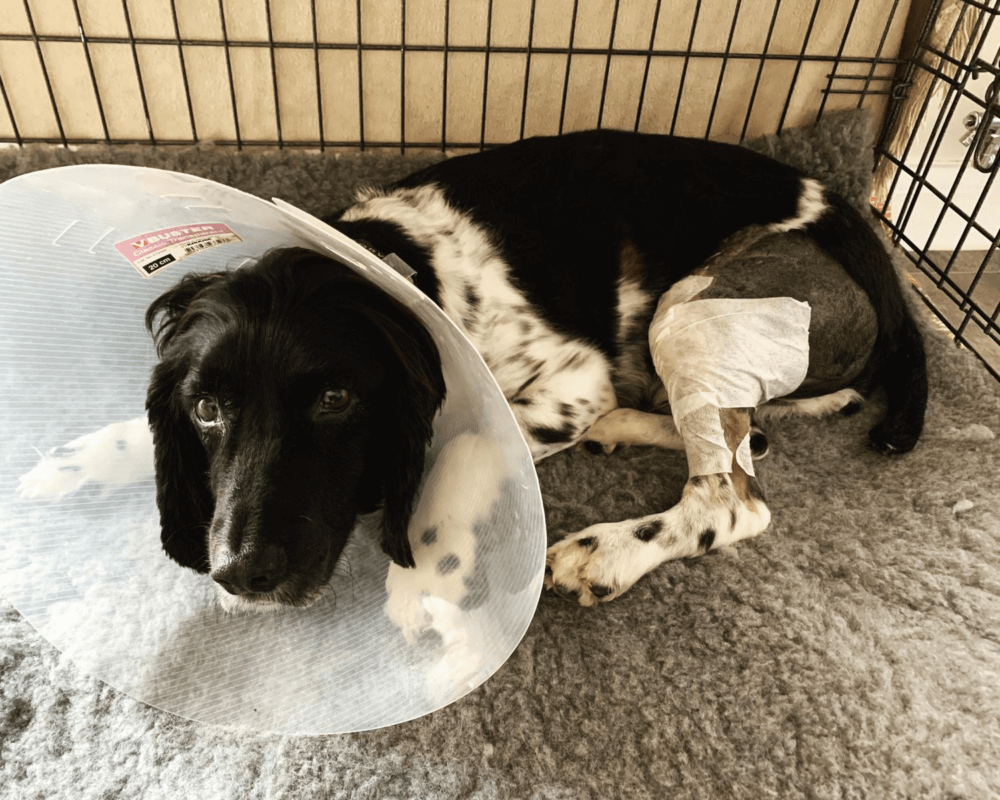 Retired police dog Atos recovering from surgery