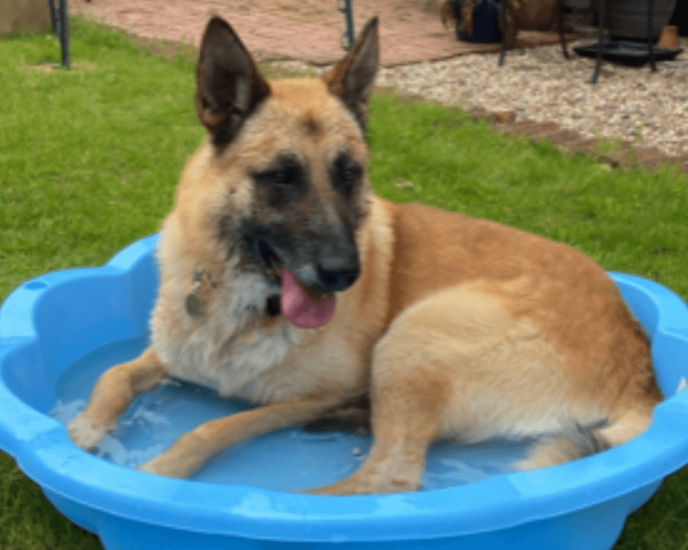 Retired police dog Albion staying cool in a paddling pool