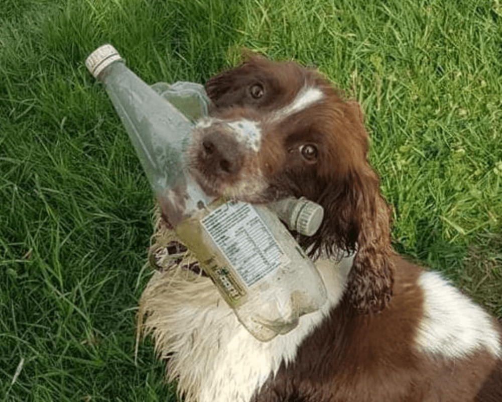 Retired police dog Bailey