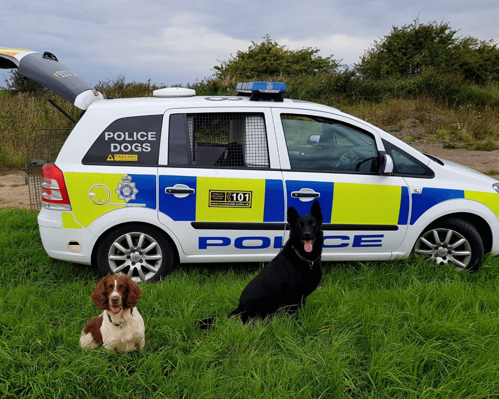 Bailey and Pedro sit by a police car