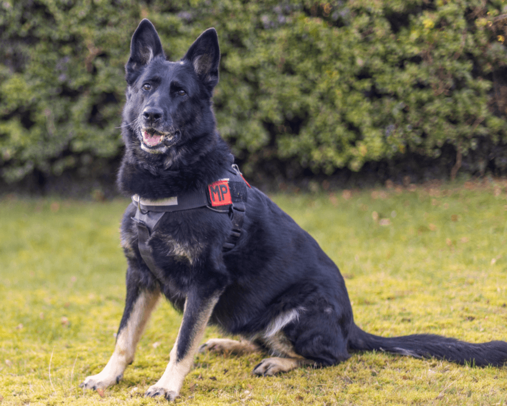 Retired police dog Bolle