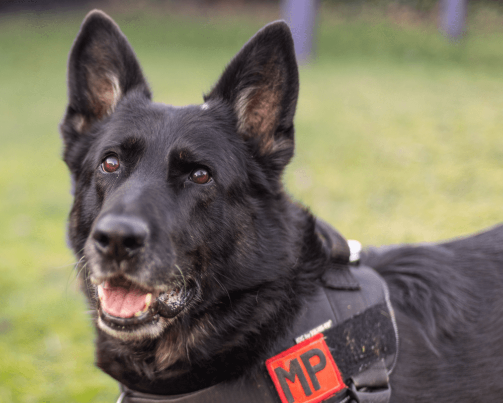 Retired police dog Bolle