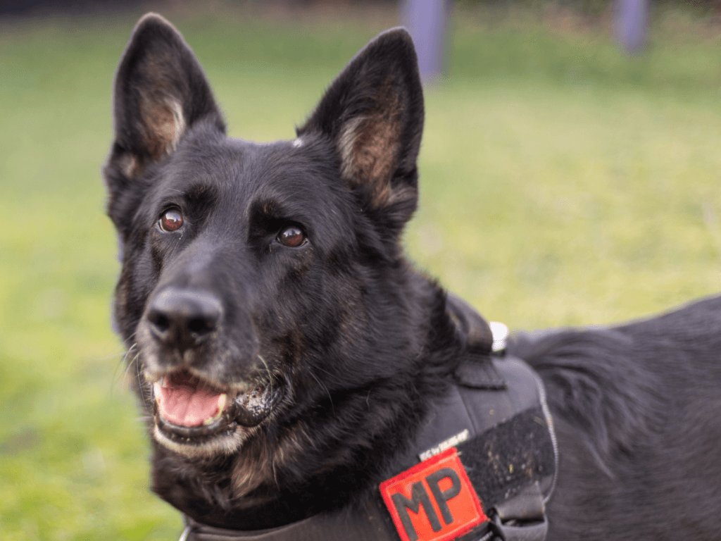 Retired police dog Bolle