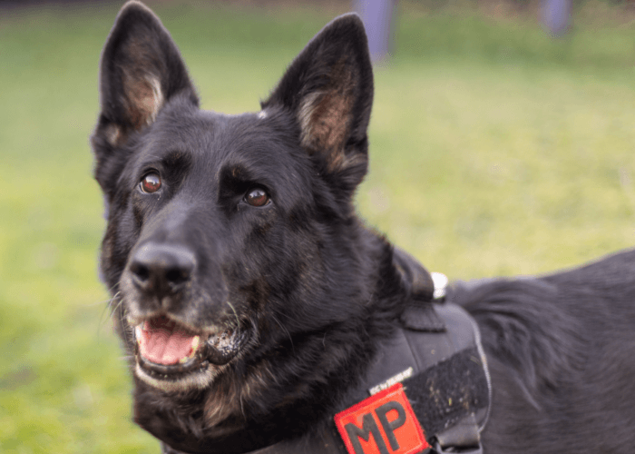 Retired police dog Bolle