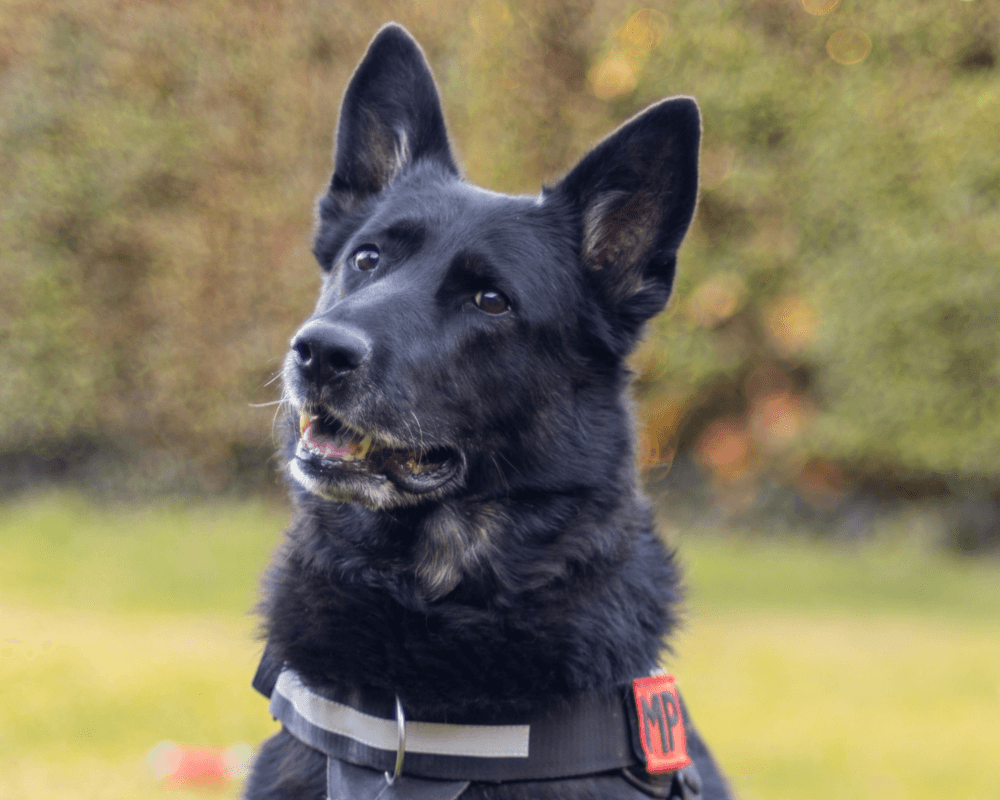 Retired police dog Bolle