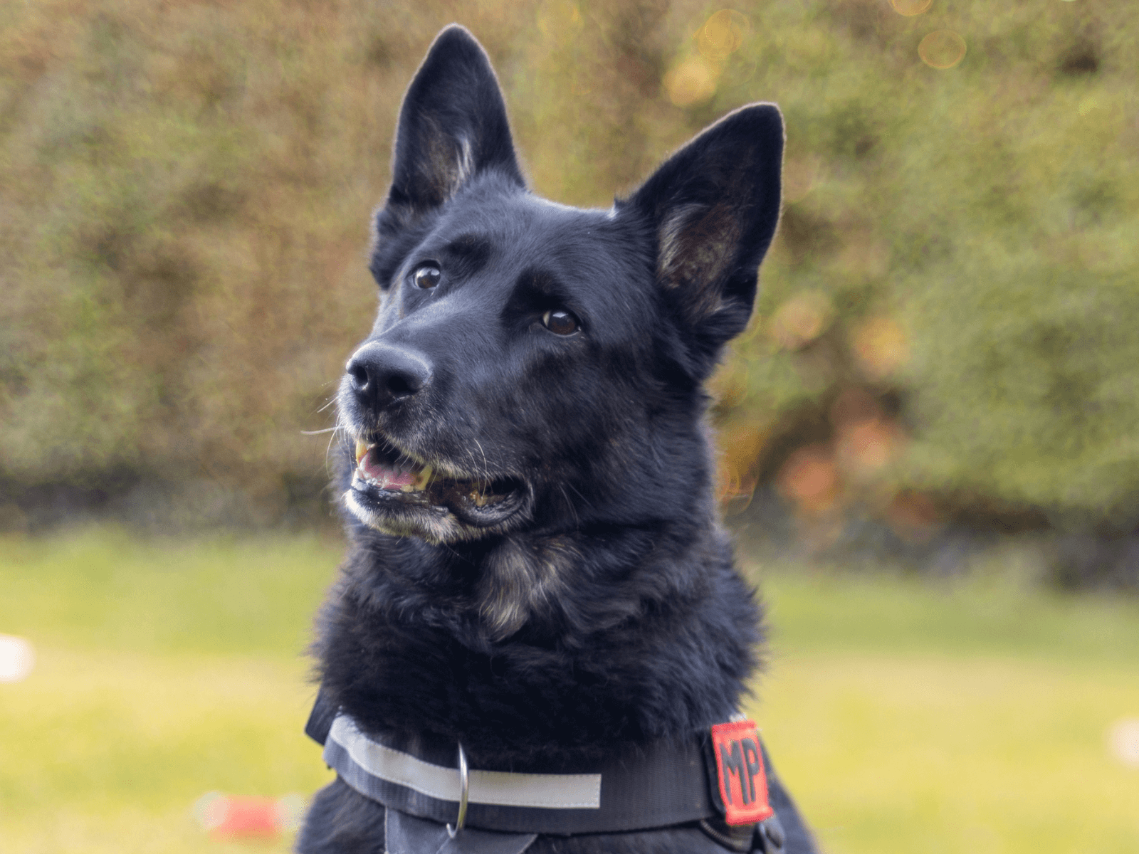 Retired police dog Bolle