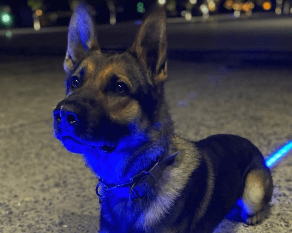 Retired police dog Janko at night