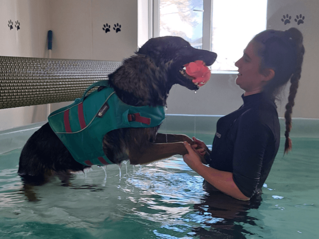 Retired police dog Janko during hydrotherapy