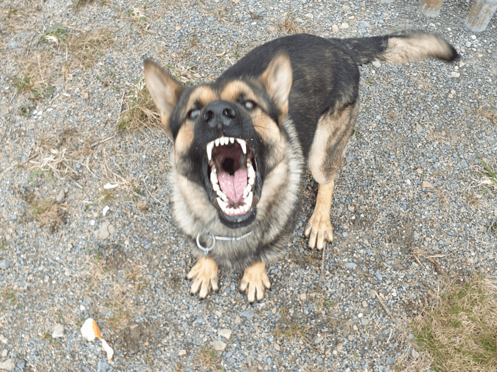 Police dog Janko barks and growls