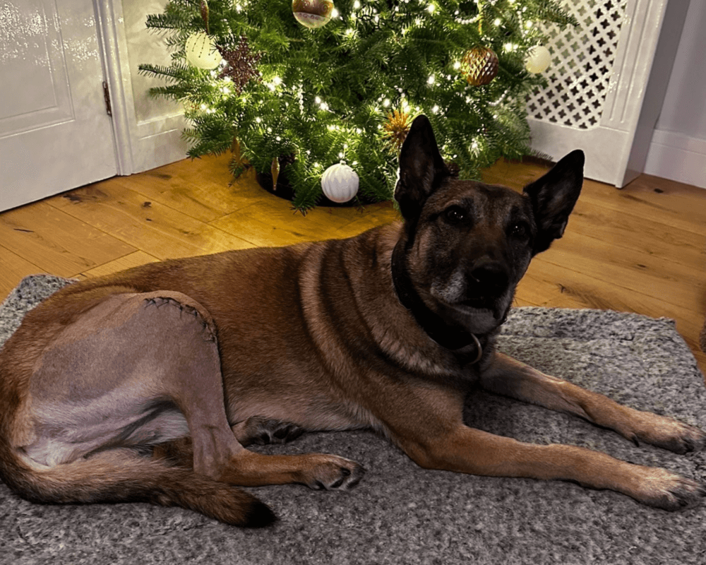 Belgian Malinois dog Jooba by the Christmas tree