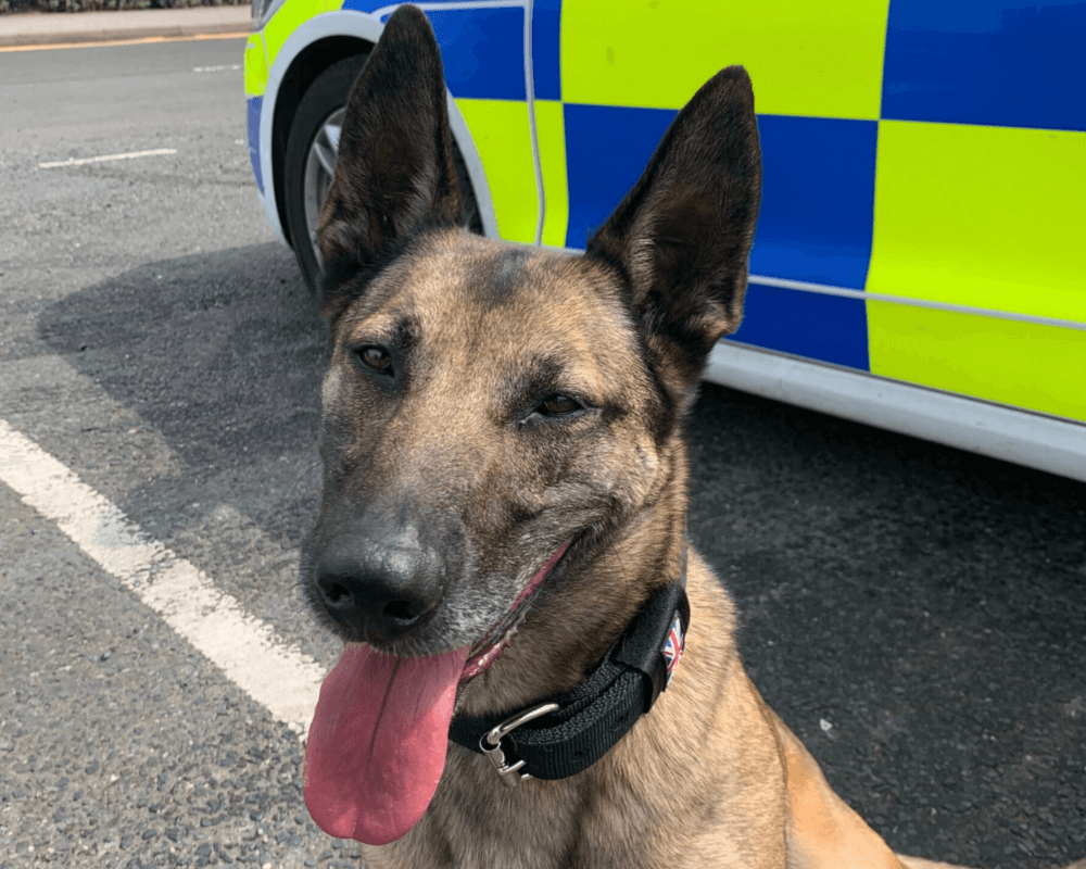 Police dog Jooba