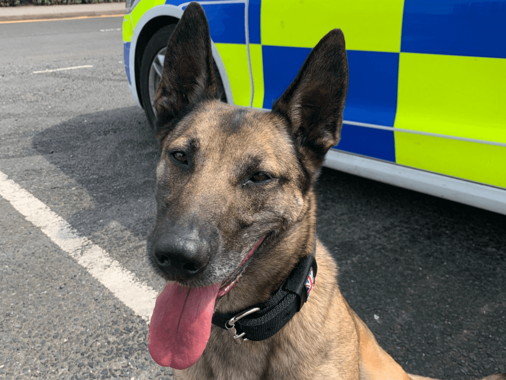 Police dog Jooba