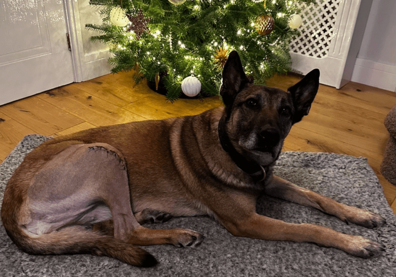 RPD Jooba home for Christmas after surgery