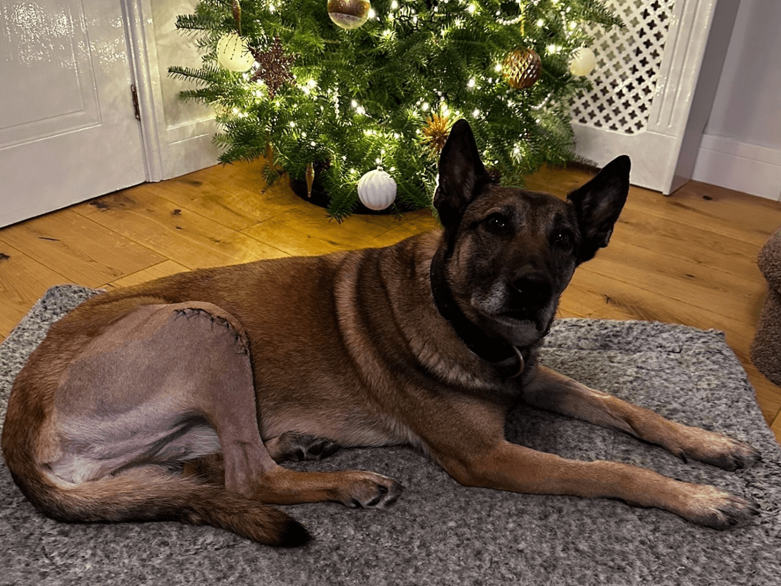 Belgian Malinois dog Jooba by the Christmas tree
