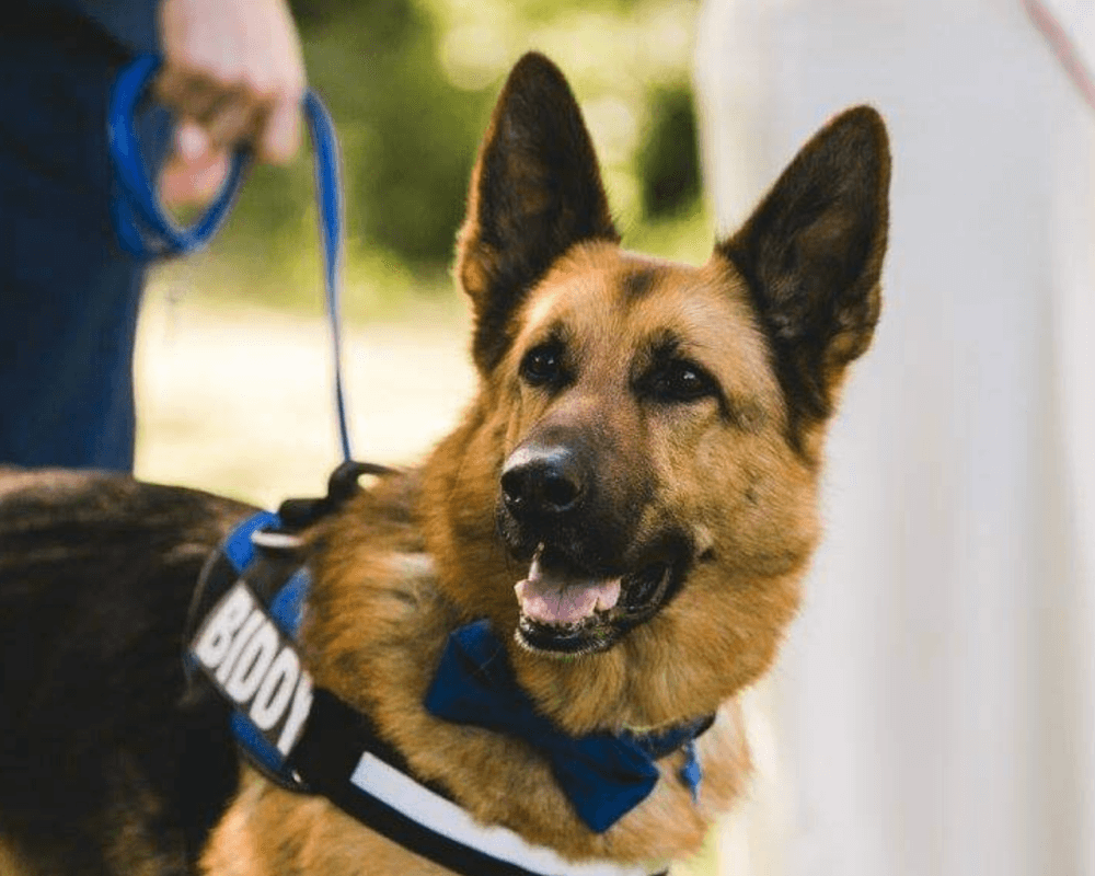 Retired police dog Kaiser at his owners' wedding