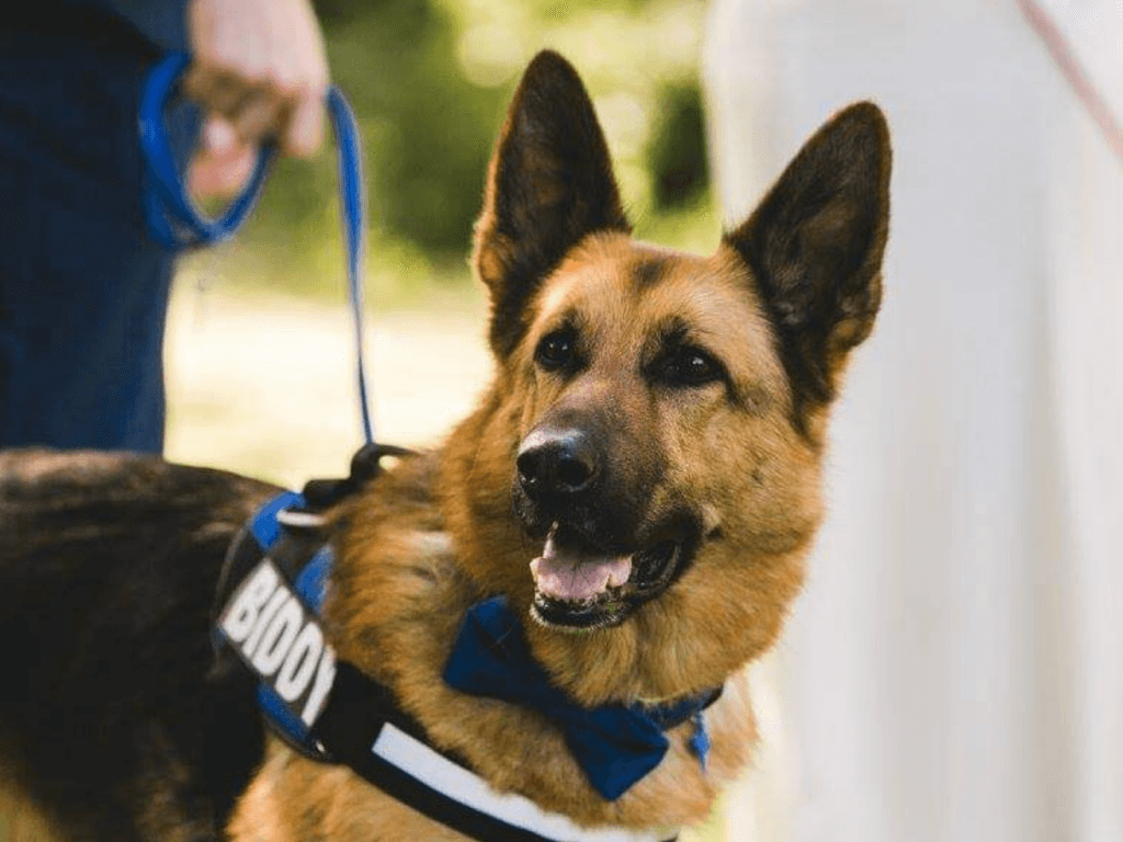 Retired police dog Kaiser at his owners' wedding