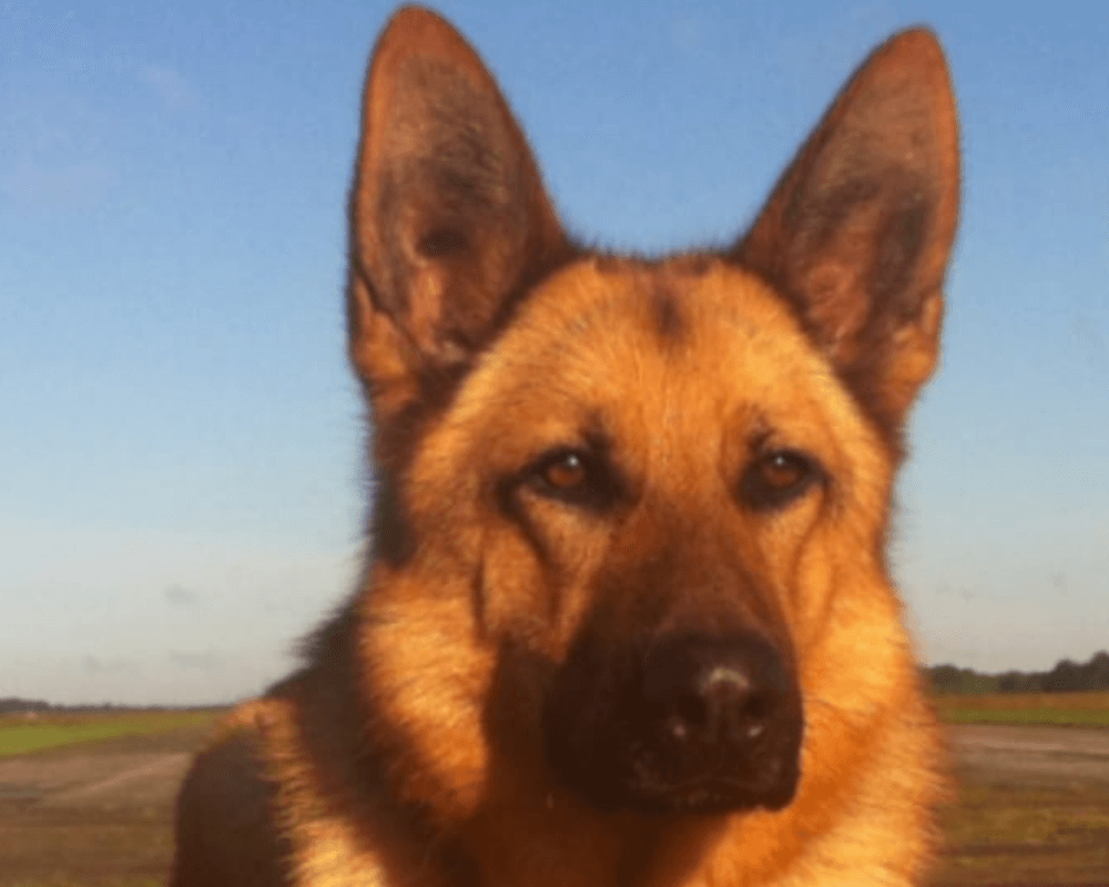 Retired police dog Kaiser