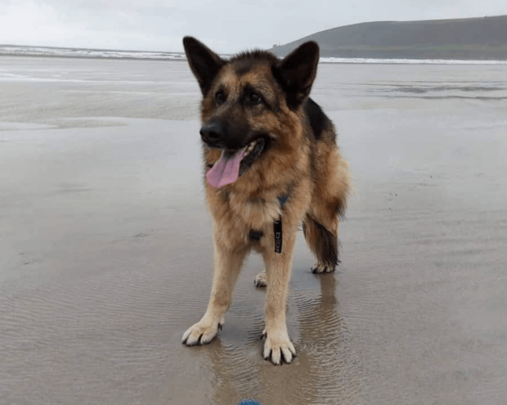 Retired police dog Kaiser at the beach