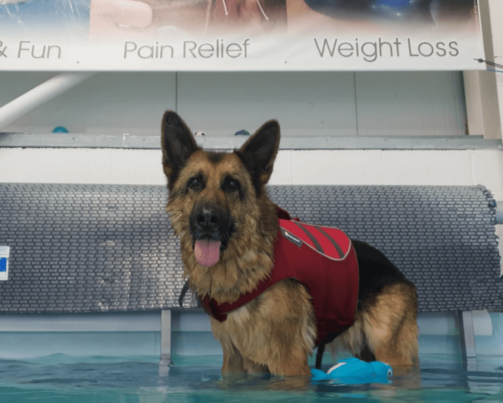 Retired police dog Kaiser at hydrotherapy