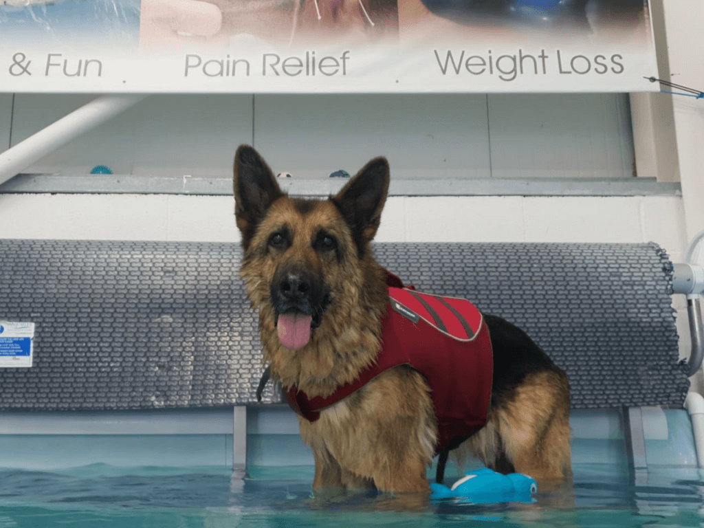 Retired police dog Kaiser at hydrotherapy