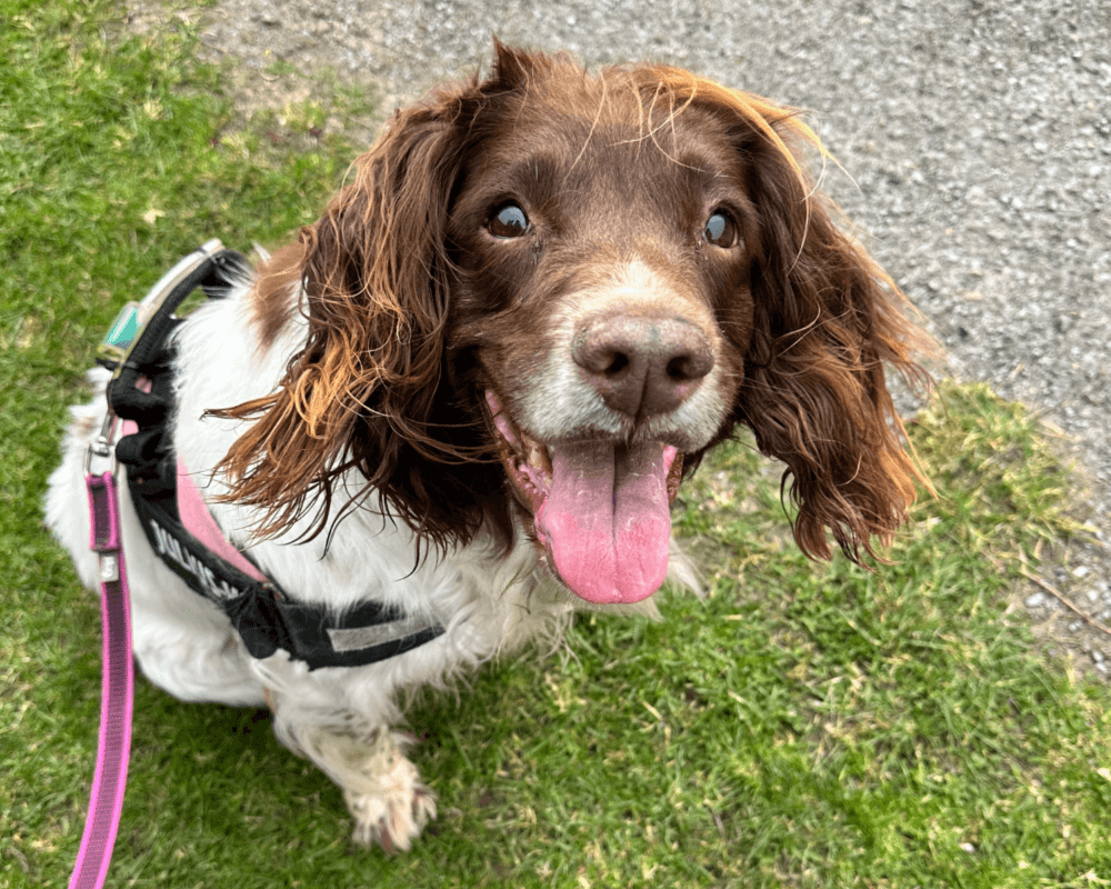 Retired police dog Martha sits with her tongue out