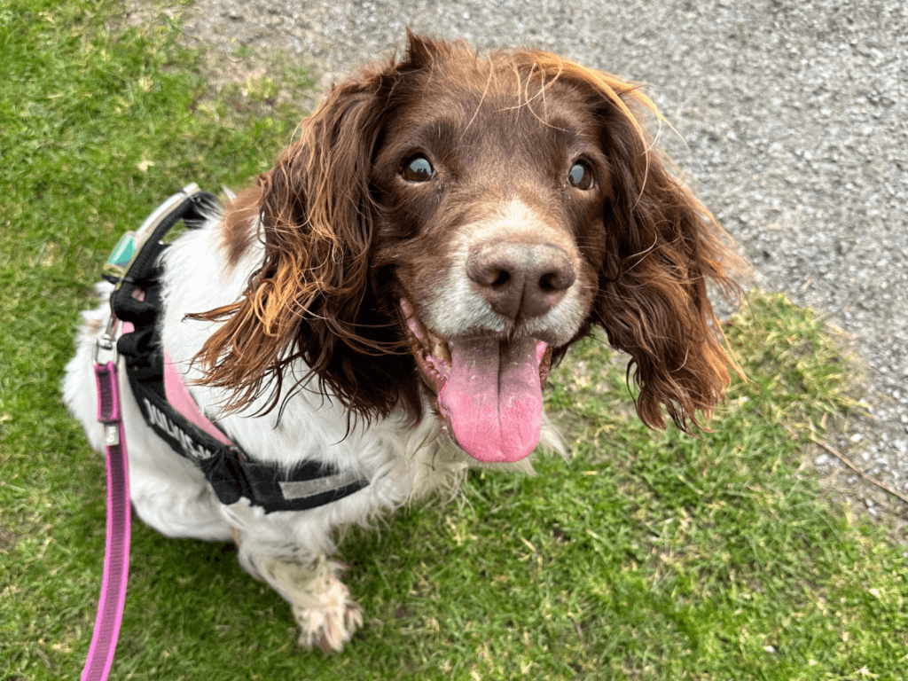 Retired police dog Martha sits with her tongue out