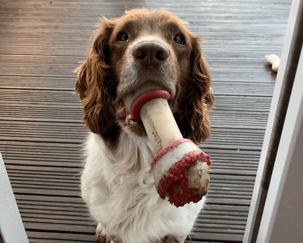Retired police dog Martha holds a toy