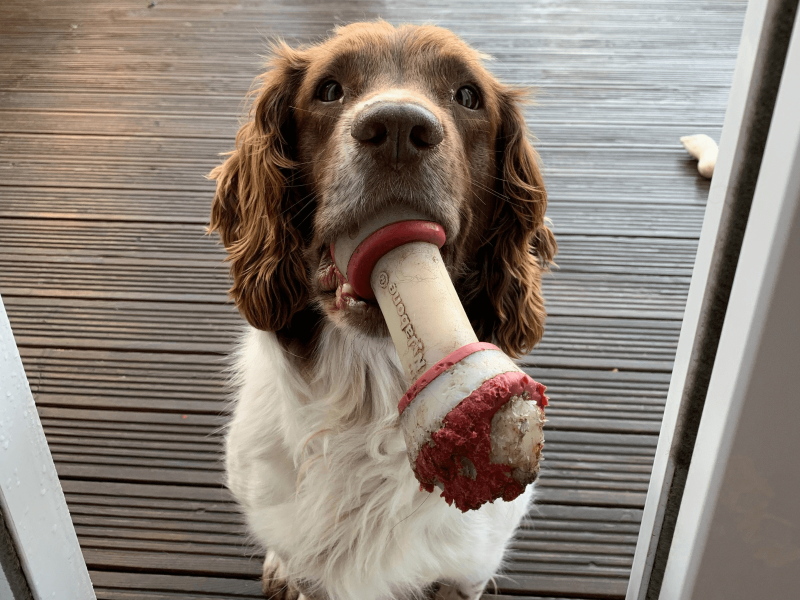 Retired police dog Martha holds a toy