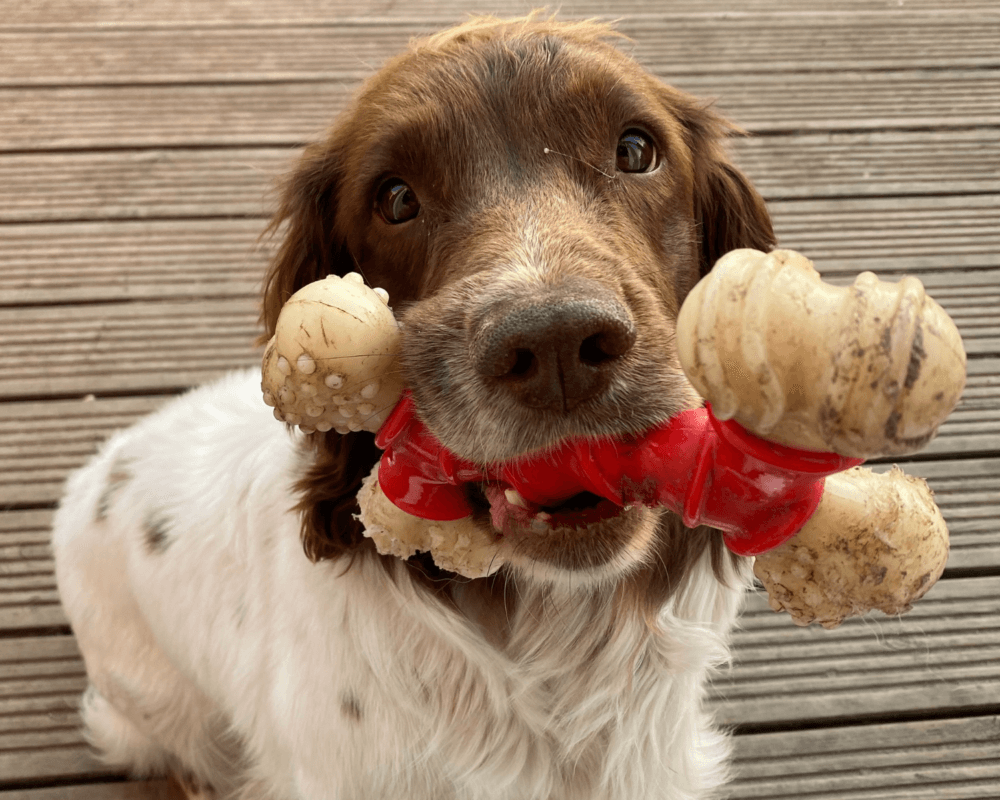 Retired police dog Martha showing off her toy