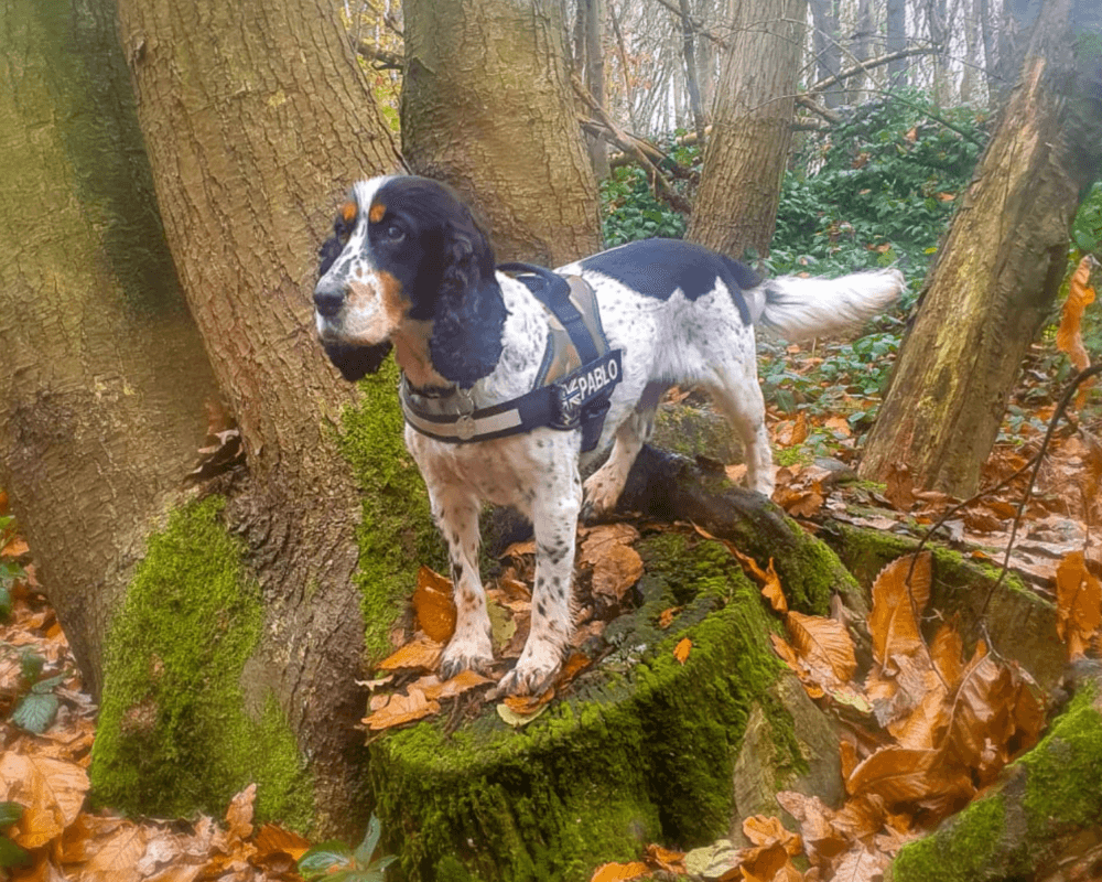 Retired police dog Pablo enjoying a walk
