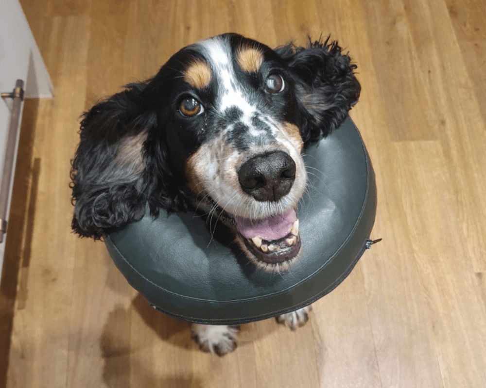 Retired police dog Pablo recovering after surgery