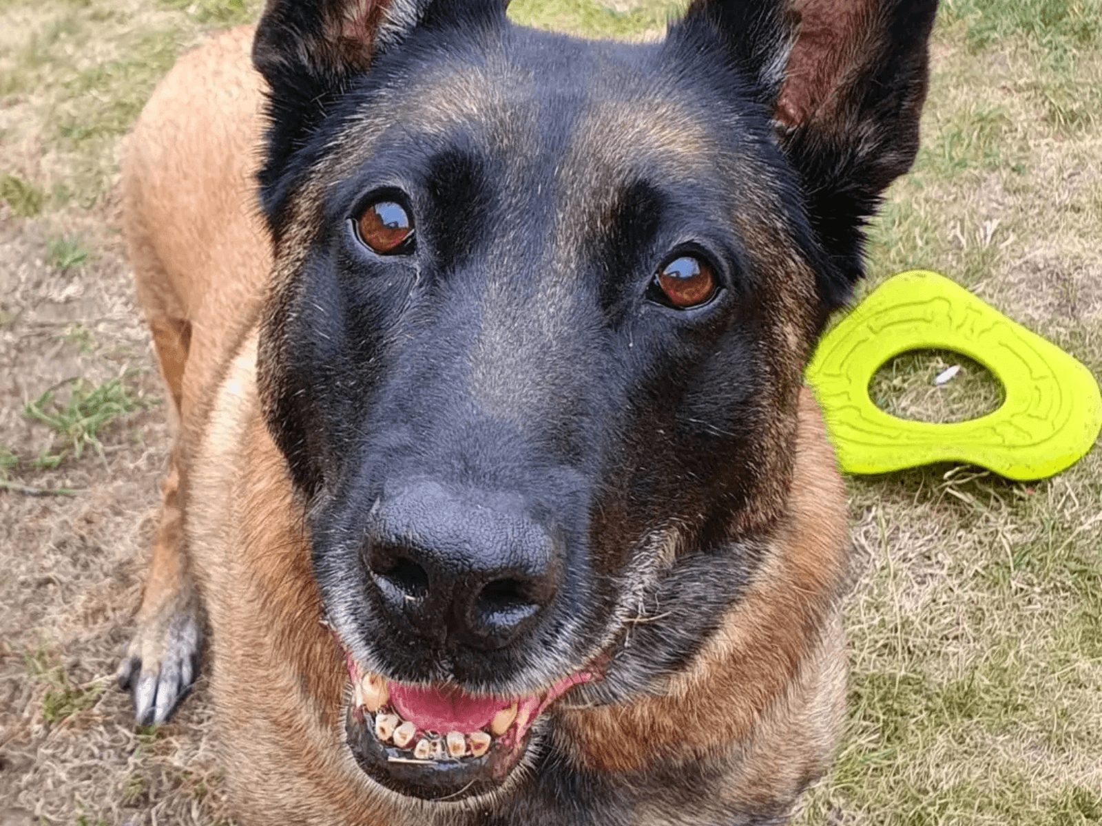 Retired police dog Tarzan