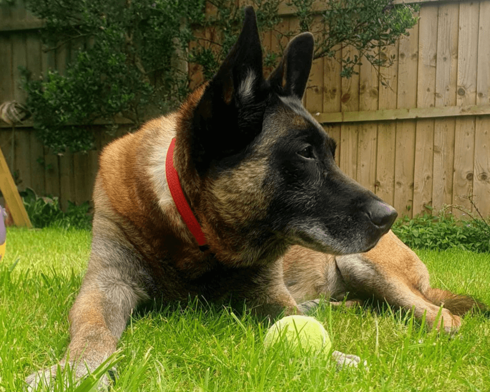 Retired police dog Tarzan lays in the garden with a tennis ball