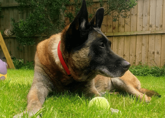 Retired police dog Tarzan lays in the garden with a tennis ball
