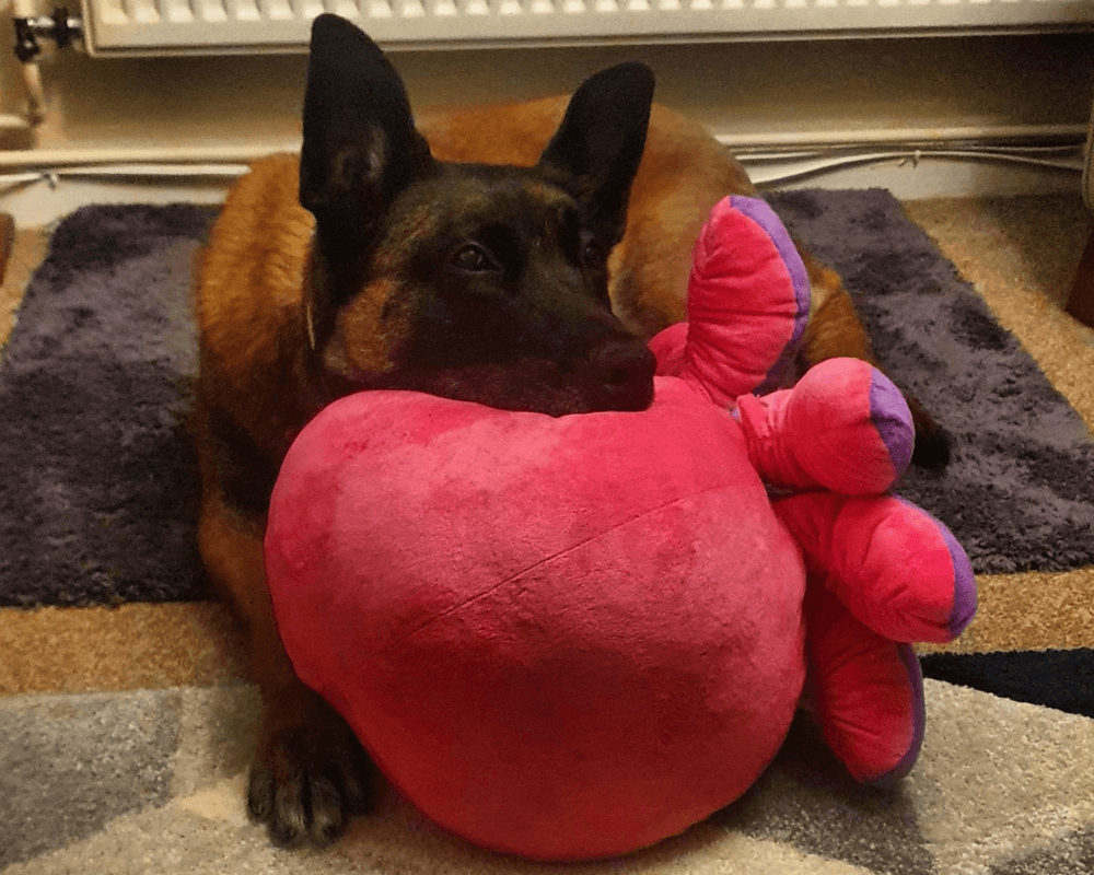 Retired police dog Tarzan with his favourite octopus toy