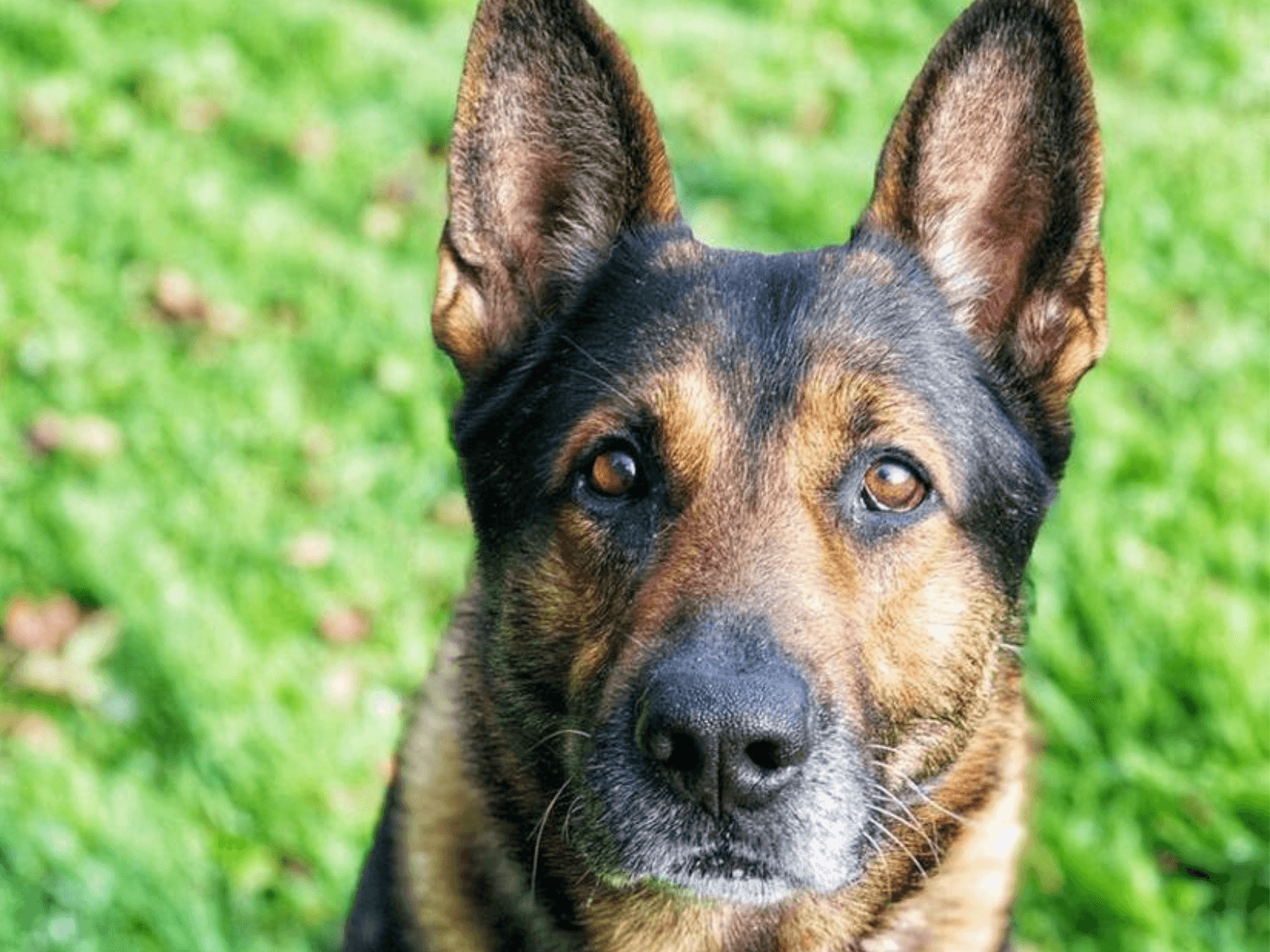 Retired police dog Wolfie looks at the camera