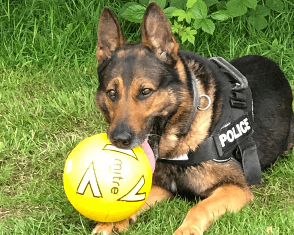 Retired police dog Wolfie holds a ball in his mouth
