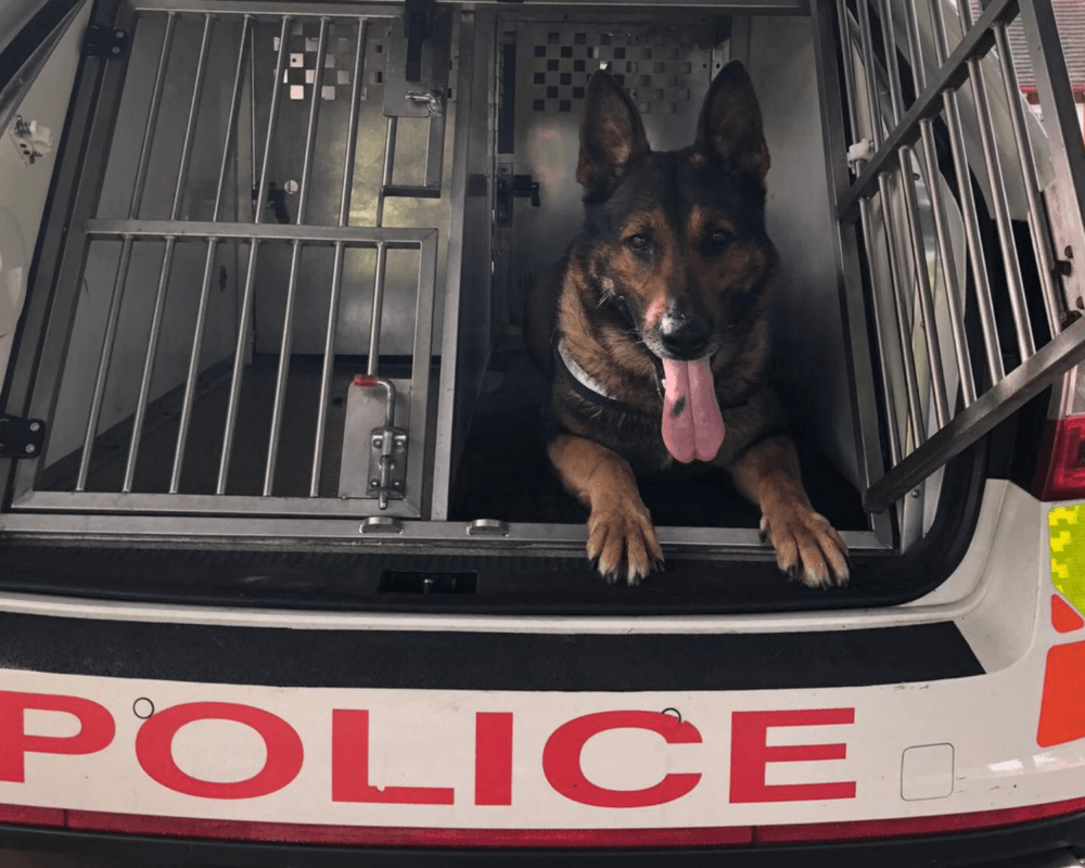 Police dog Wolfie in the back of a police car