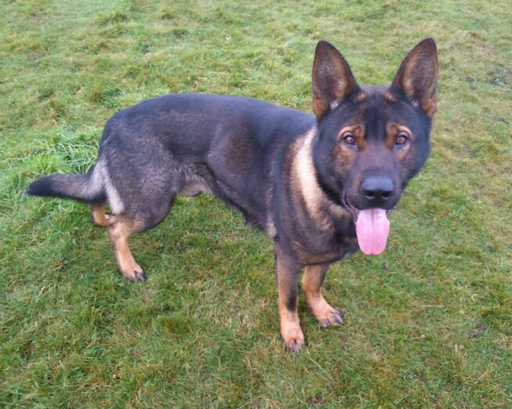 Retired police dog Axle with his tongue out
