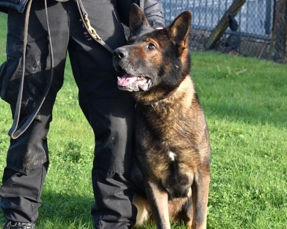 Police dog Axle training