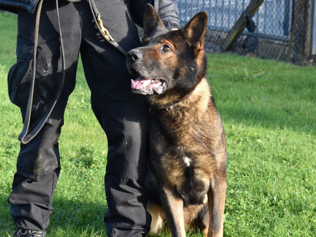 Police dog Axle training