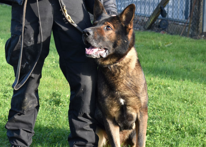 Police dog Axle training