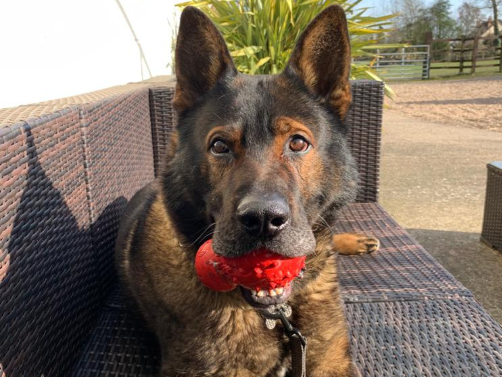Retired police dog Axle with a toy