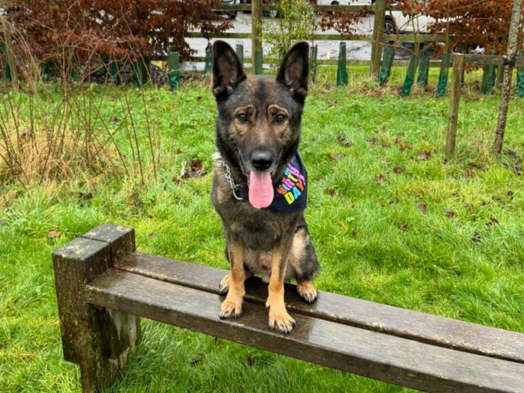 Retired police dog Bane sitting on a bench