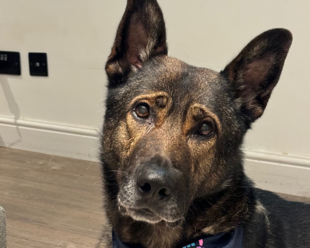 Retired police dog Bane