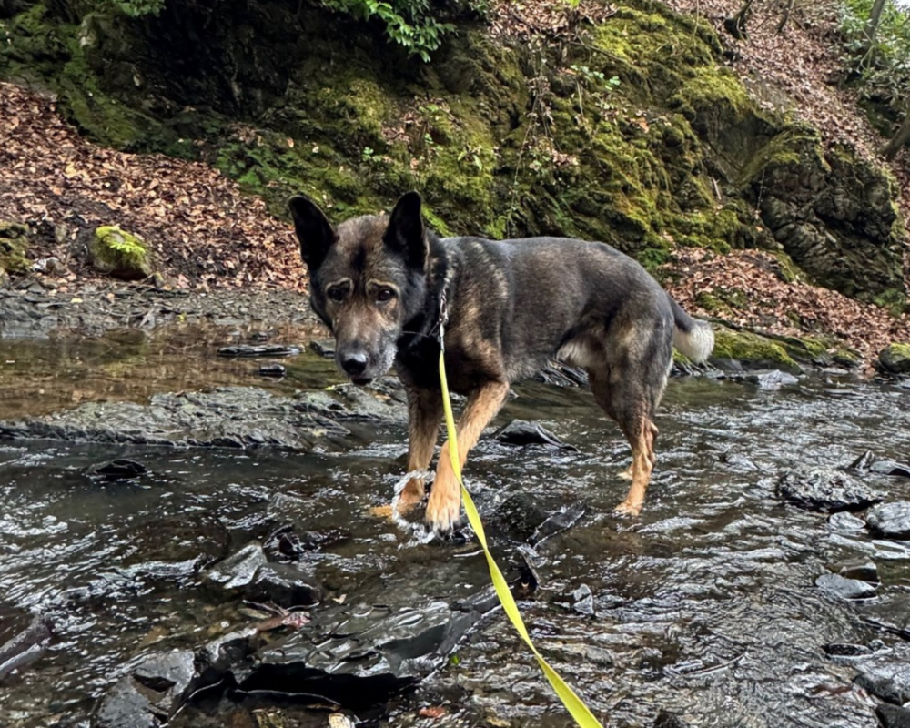 Retired police dog Bane on a walk