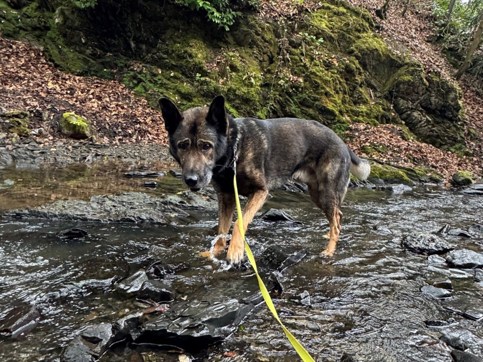 Retired police dog Bane on a walk