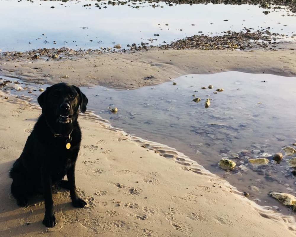 Retired police dog Becks at the beach